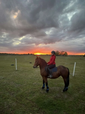 Iapa metis frizian de vanzare  - imagine 4