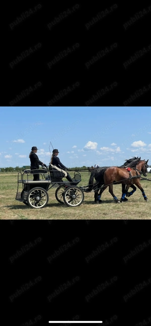 Iapa metis frizian de vanzare  - imagine 2