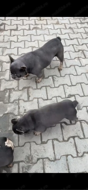 buldogi francezi cu pedigree - imagine 2