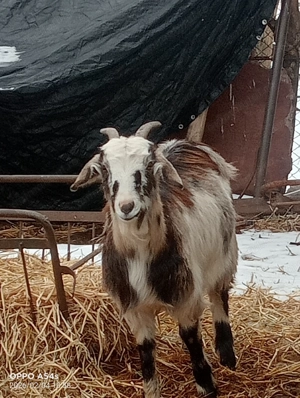 Vând un țap și două iede  - imagine 3