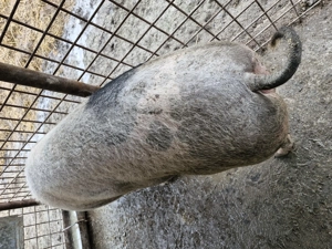 Vând o scrofiță  - imagine 3