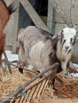 Vând un țap și două iede  - imagine 2