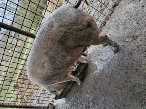 Vând o scrofiță  - imagine 5