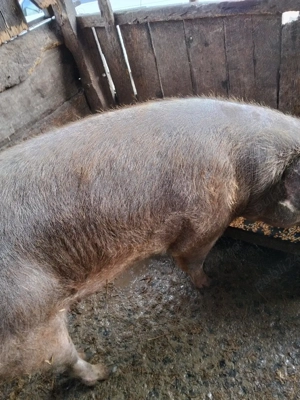 vand scroafa  - imagine 4