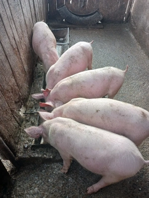 purcei de vanzare  - imagine 3