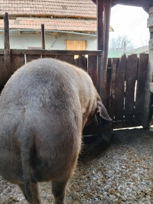 vand scroafa  - imagine 3