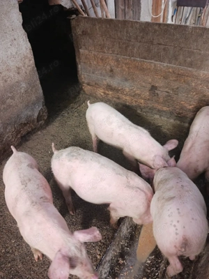 purcei de vanzare  - imagine 2