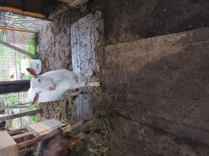 Vand sau schimb tap shaanen cu tap alpin