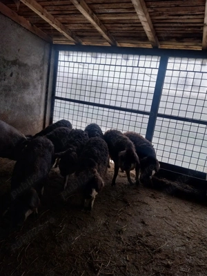 Porci de vanzare rasa Doruk - imagine 4