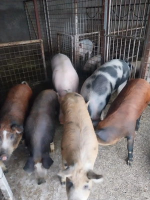 Porci de vanzare rasa Doruk - imagine 2
