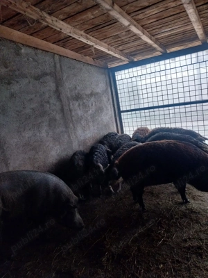 Porci de vanzare rasa Doruk - imagine 3