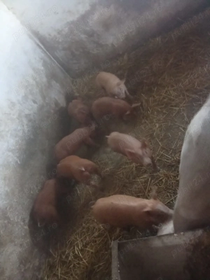 Vând purcei rasa duroc