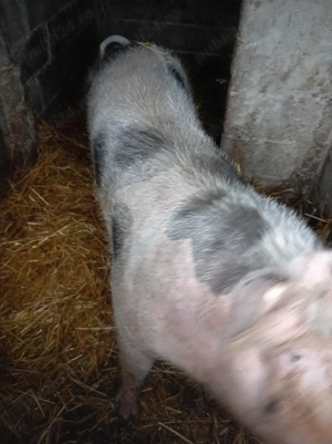 Vând purcea de 1 an  - imagine 3