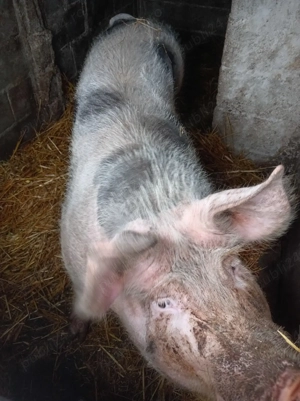 Vând purcea de 1 an  - imagine 4