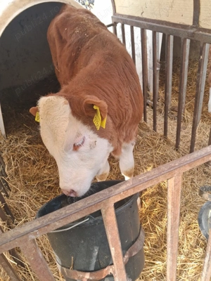 De vanzare - imagine 3