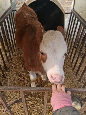 De vanzare - imagine 2