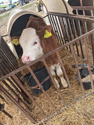 De vanzare - imagine 5