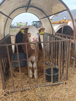 De vanzare - imagine 4