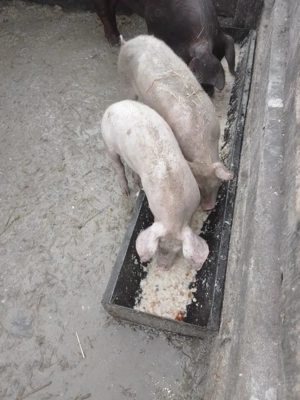 de vanzare pereche grasuni - imagine 3