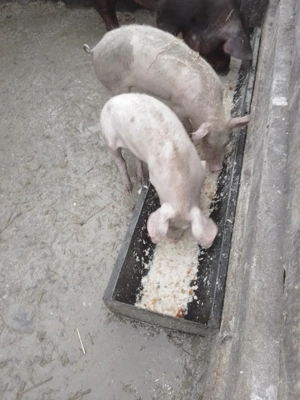 de vanzare pereche grasuni - imagine 2