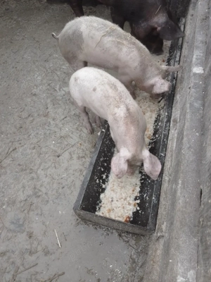 de vanzare pereche grasuni