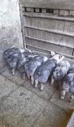 Vând purcei de 7 săptămâni  - imagine 2