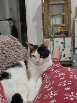 tractor roz nou nouț 