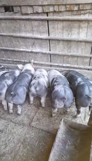 Vând purcei de 7 săptămâni  - imagine 3