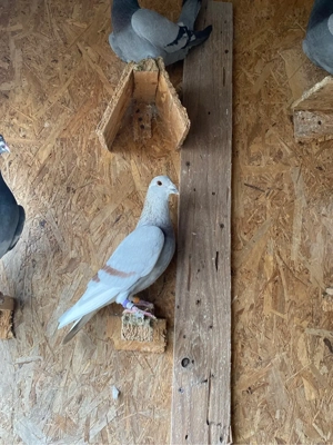 Vand porumbei voiajori! - imagine 4