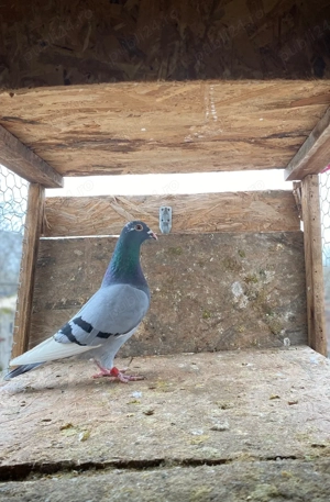 Vand porumbei voiajori! - imagine 5