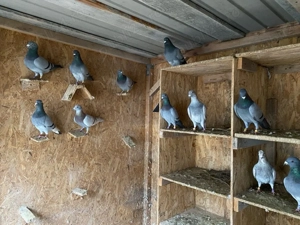 Vand porumbei voiajori!