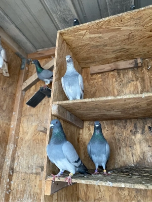 Vand porumbei voiajori! - imagine 2