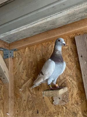 Vand porumbei voiajori! - imagine 3