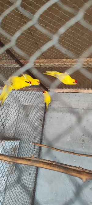 papagali vorbitori si de ornament