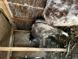 Vaca gestantă a doua fatare 