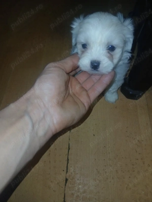 baietel bison varsta 3 luni