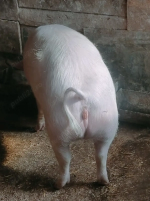 Scrofiță de vânzare  - imagine 2