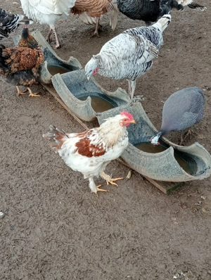 6 cocosi valabili - imagine 3