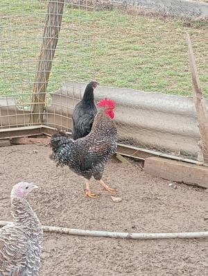 6 cocosi valabili - imagine 2