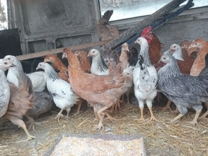 Puicuțe rasă ouă  - imagine 5