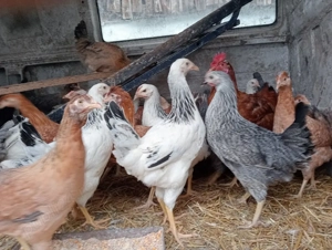 Puicuțe rasă ouă  - imagine 3