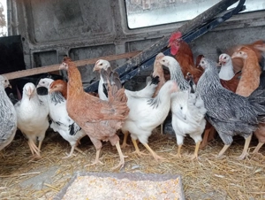 Puicuțe rasă ouă  - imagine 2