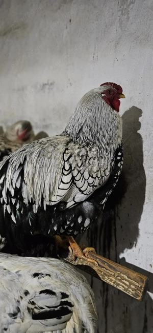 Cocosi motati, barbosi - imagine 5