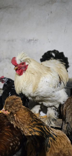 Cocosi motati, barbosi - imagine 2