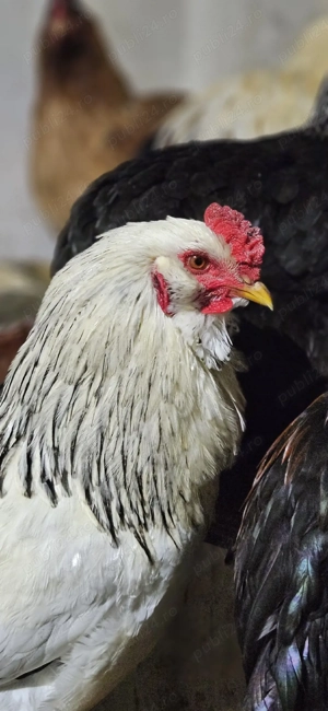 Cocosi motati, barbosi - imagine 4