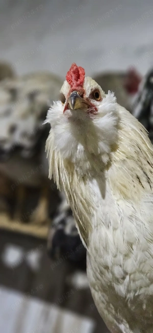 Cocosi motati, barbosi