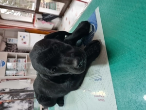 Labrador Retriever Negru  Femela, schema completa vaccinare,deparazitare interna ,cip - imagine 2