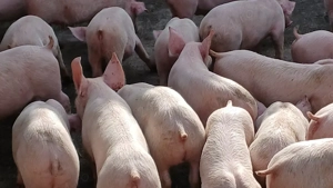 purcei pik original  - imagine 2