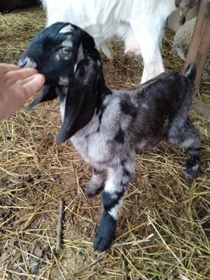 anglonubiana  - imagine 5