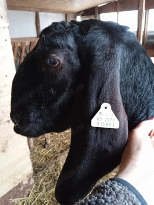 anglonubiana  - imagine 2